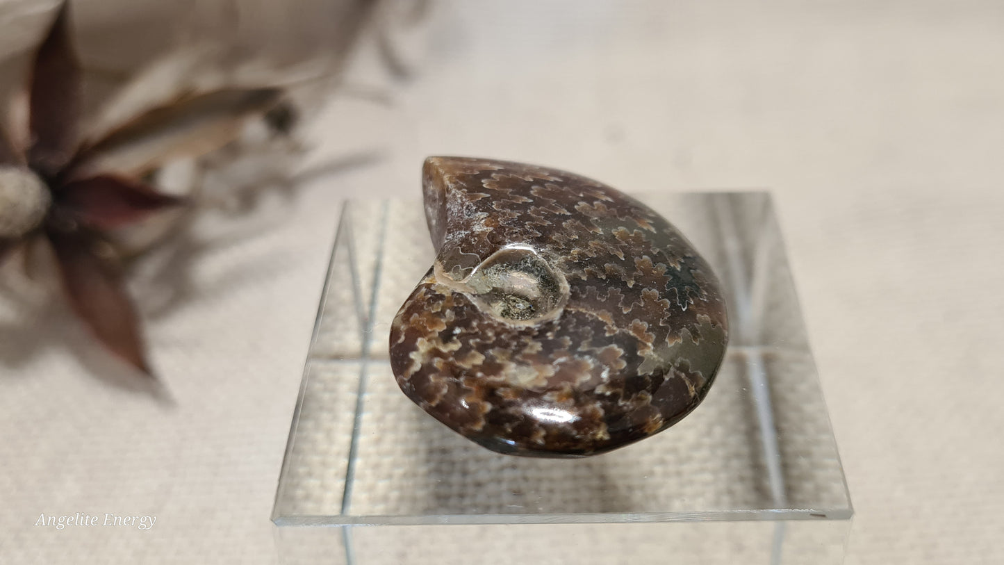 FOSSIL - Ammonite (xs)