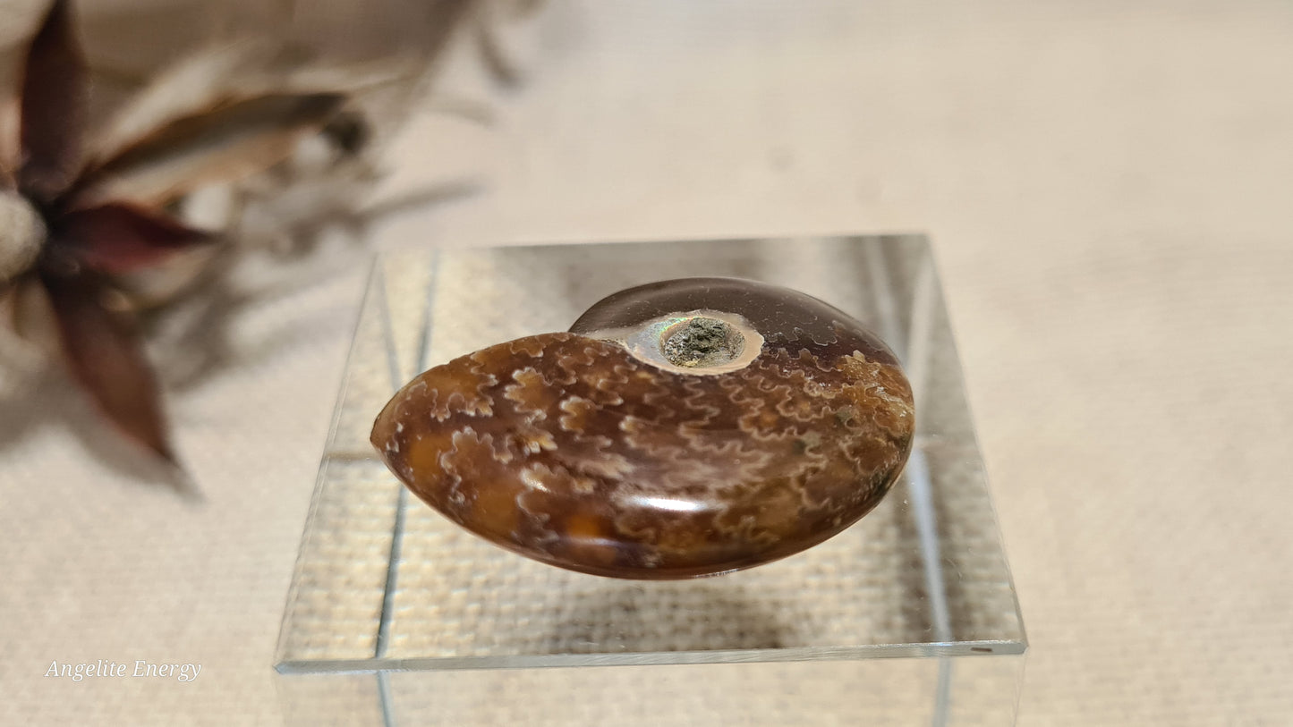 FOSSIL - Ammonite (xs)