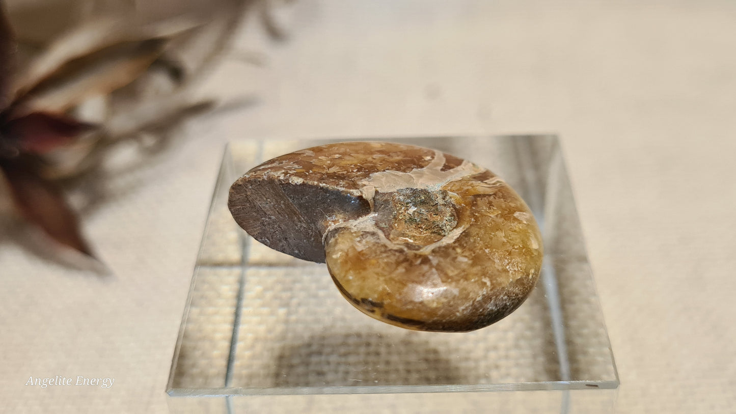 FOSSIL - Ammonite (xs)
