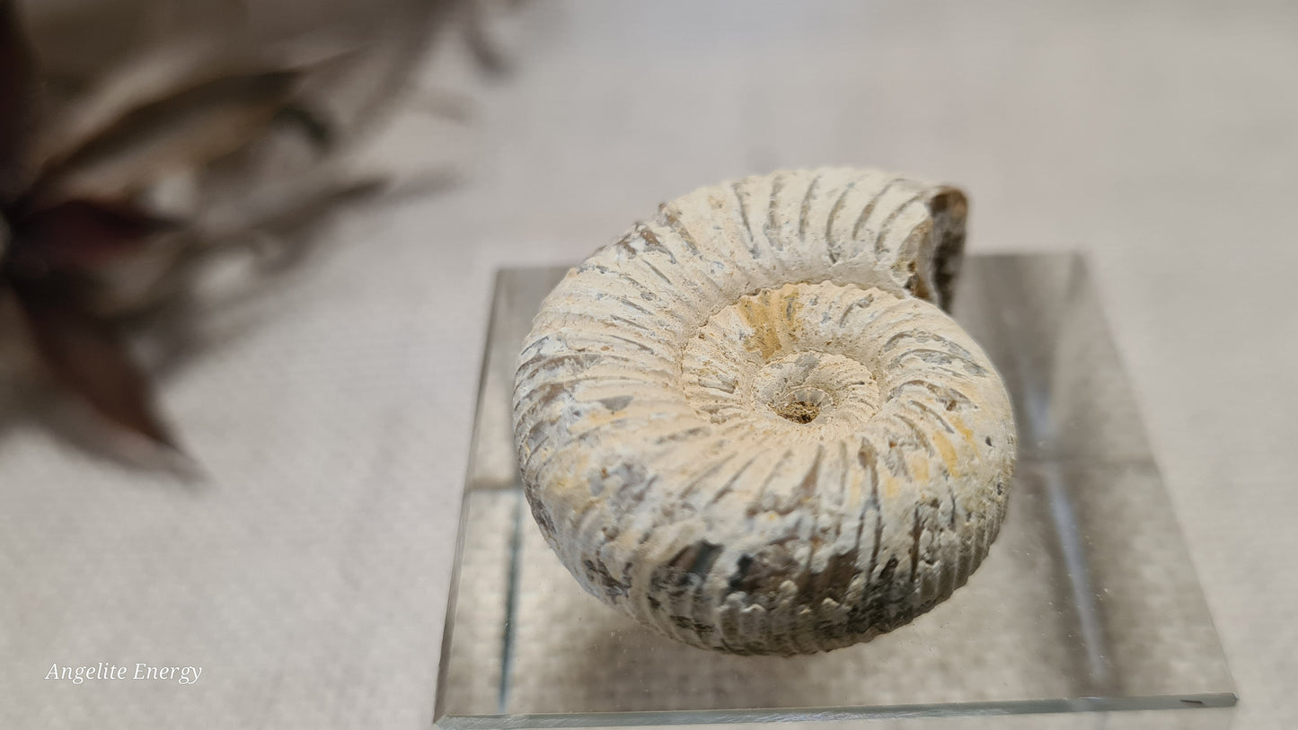 FOSSIL - Ammonite - Raw (xs)