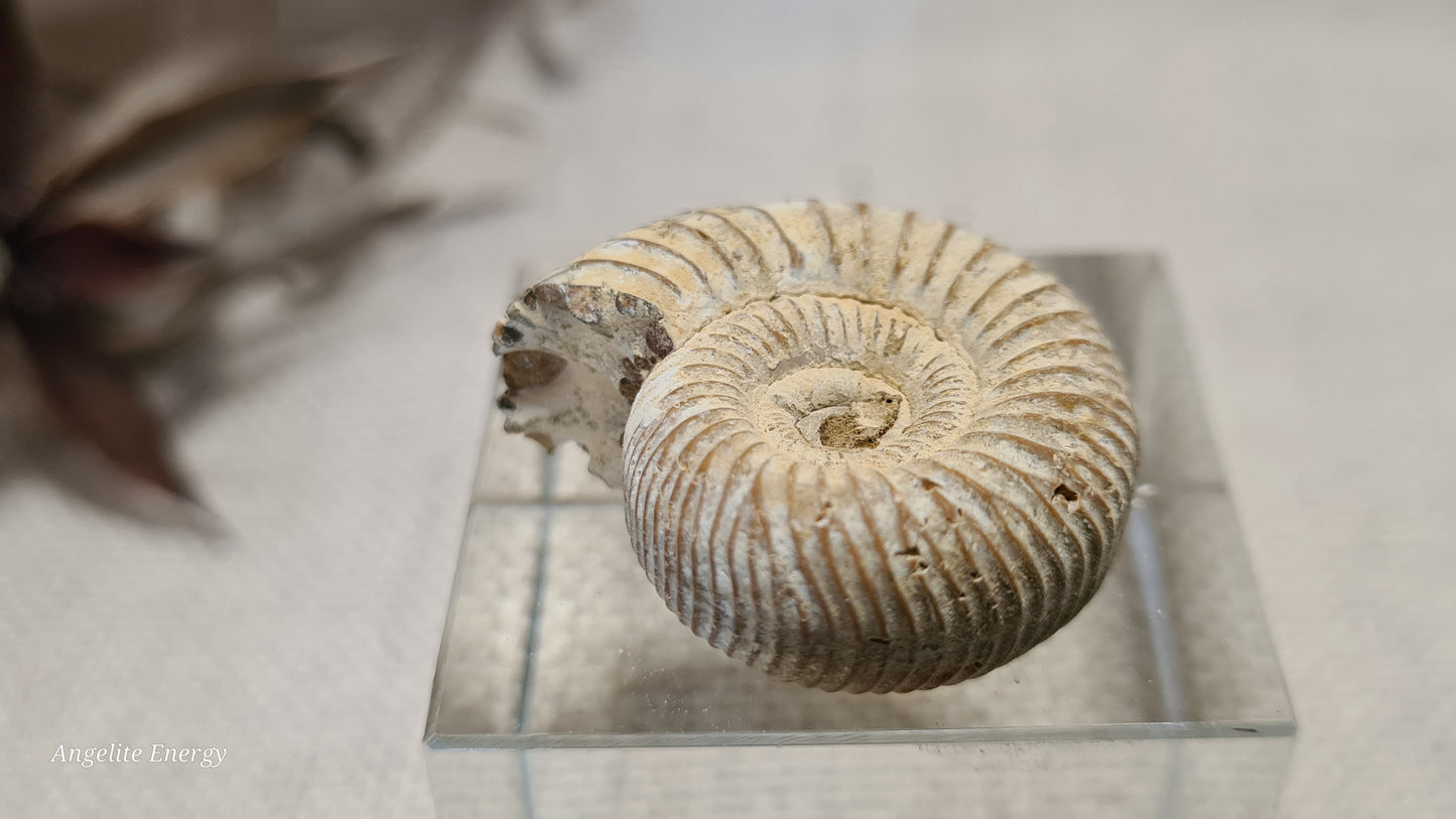 FOSSIL - Ammonite - Raw (xs)