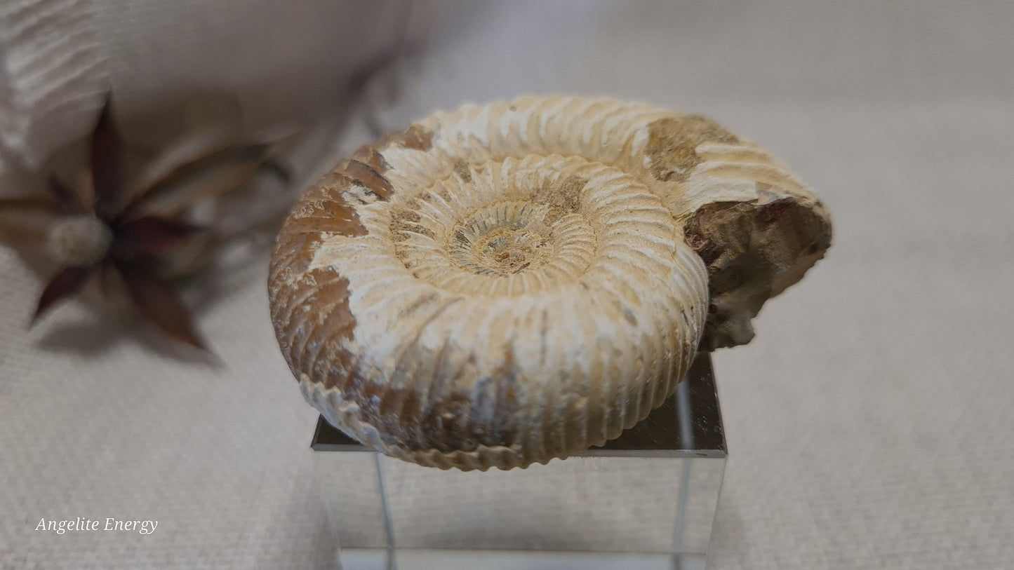 FOSSIL - Ammonite - Raw (med)