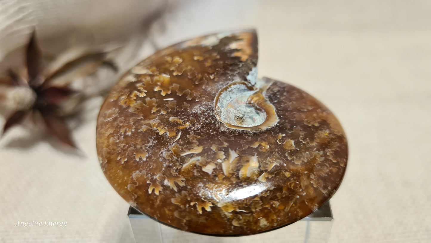 FOSSIL - Ammonite (med)