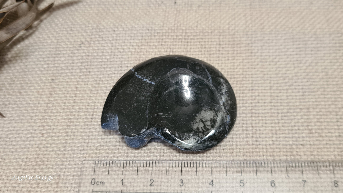 FOSSIL - Goniatite (small)