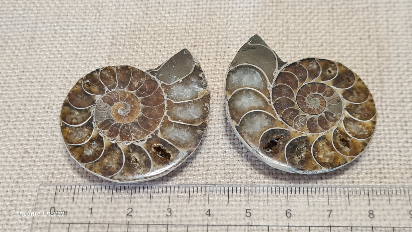 FOSSIL - Ammonite (cut - 2 halves - polished)