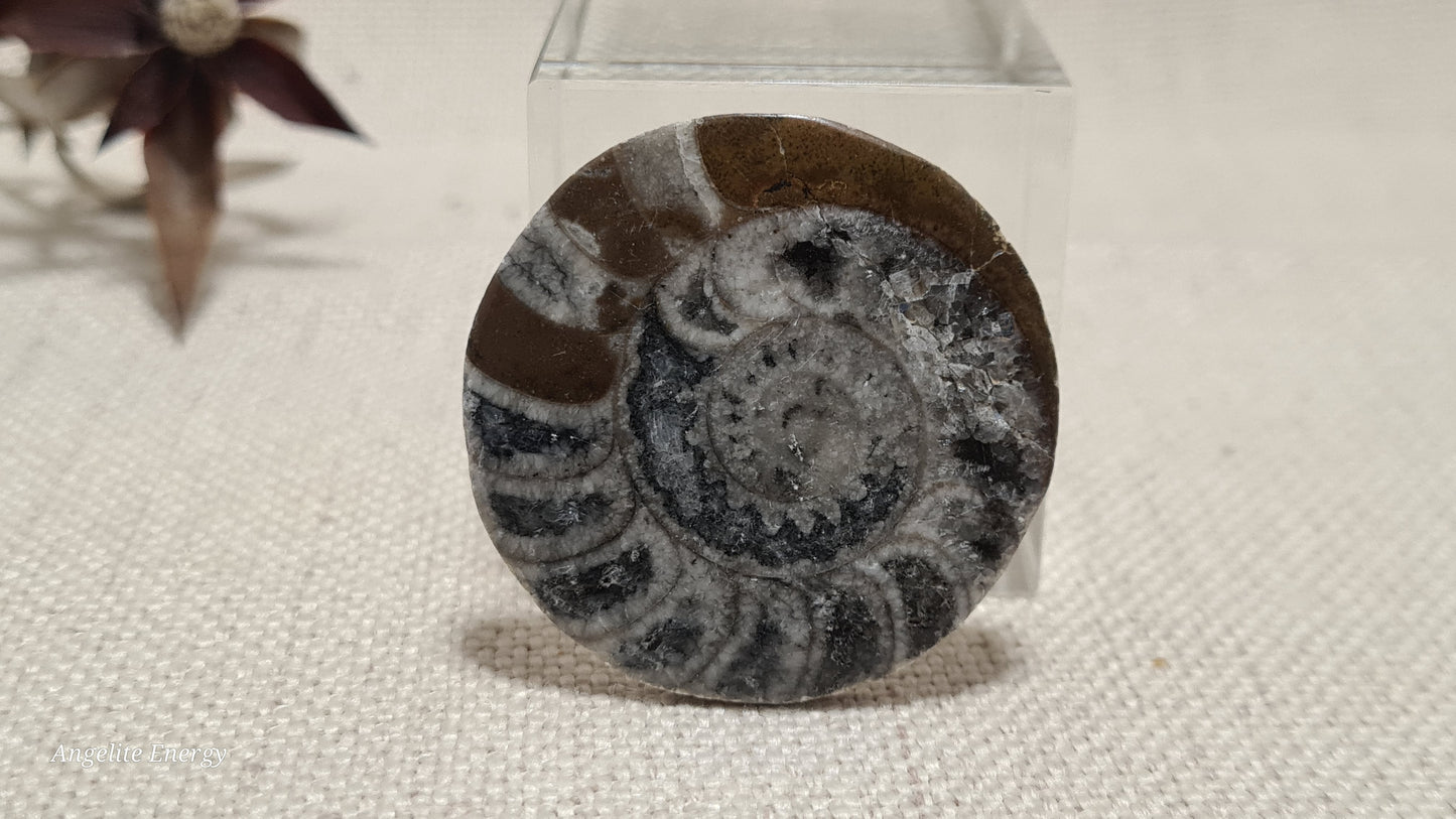 FOSSIL - Ammonite - Disc