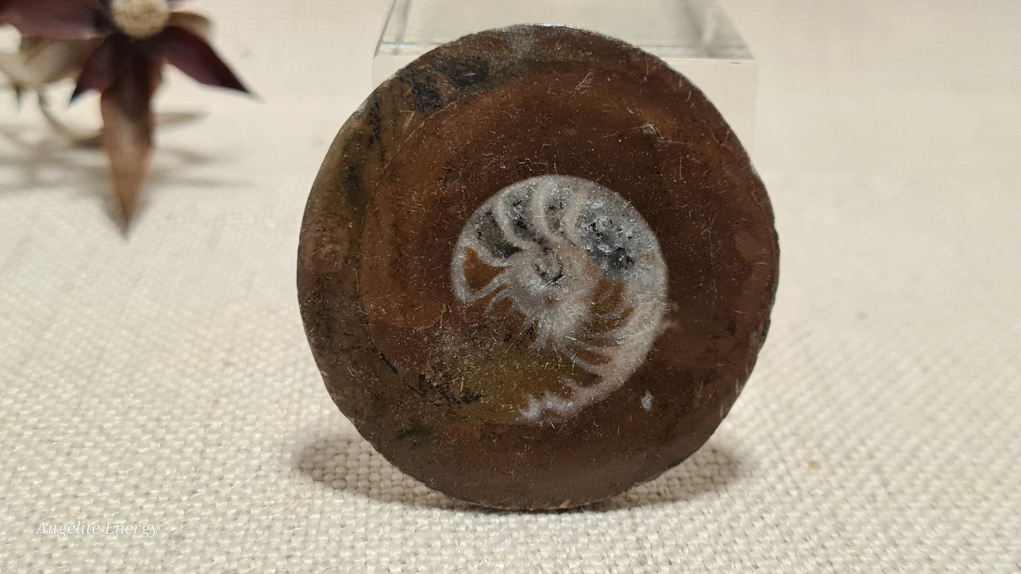 FOSSIL - Ammonite - Disc
