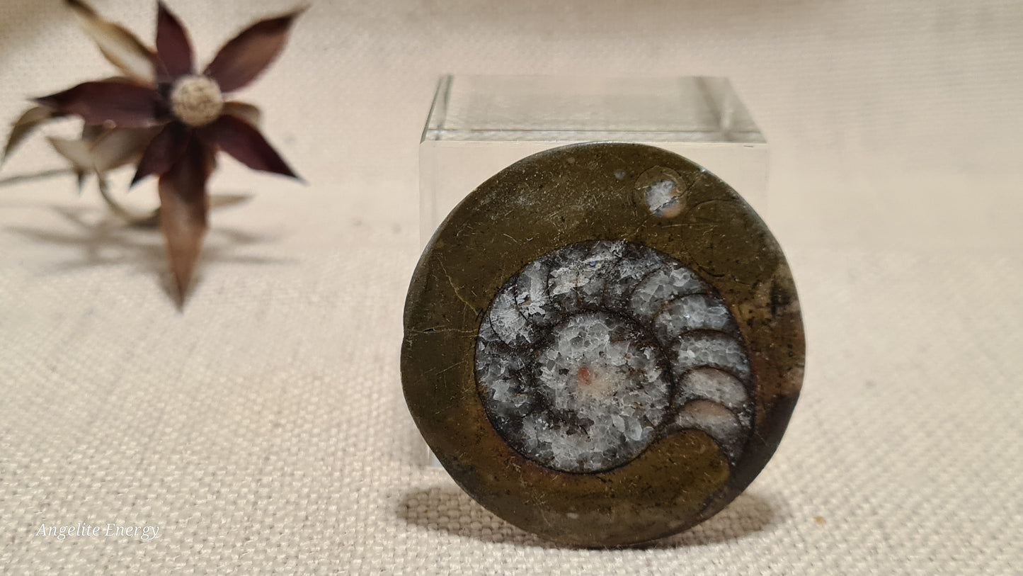 FOSSIL - Ammonite - Disc