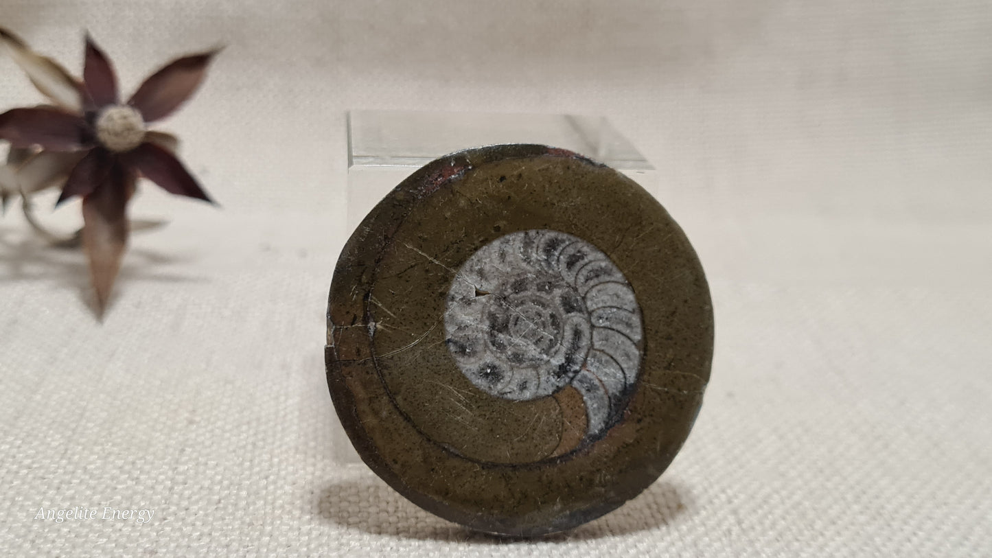 FOSSIL - Ammonite - Disc