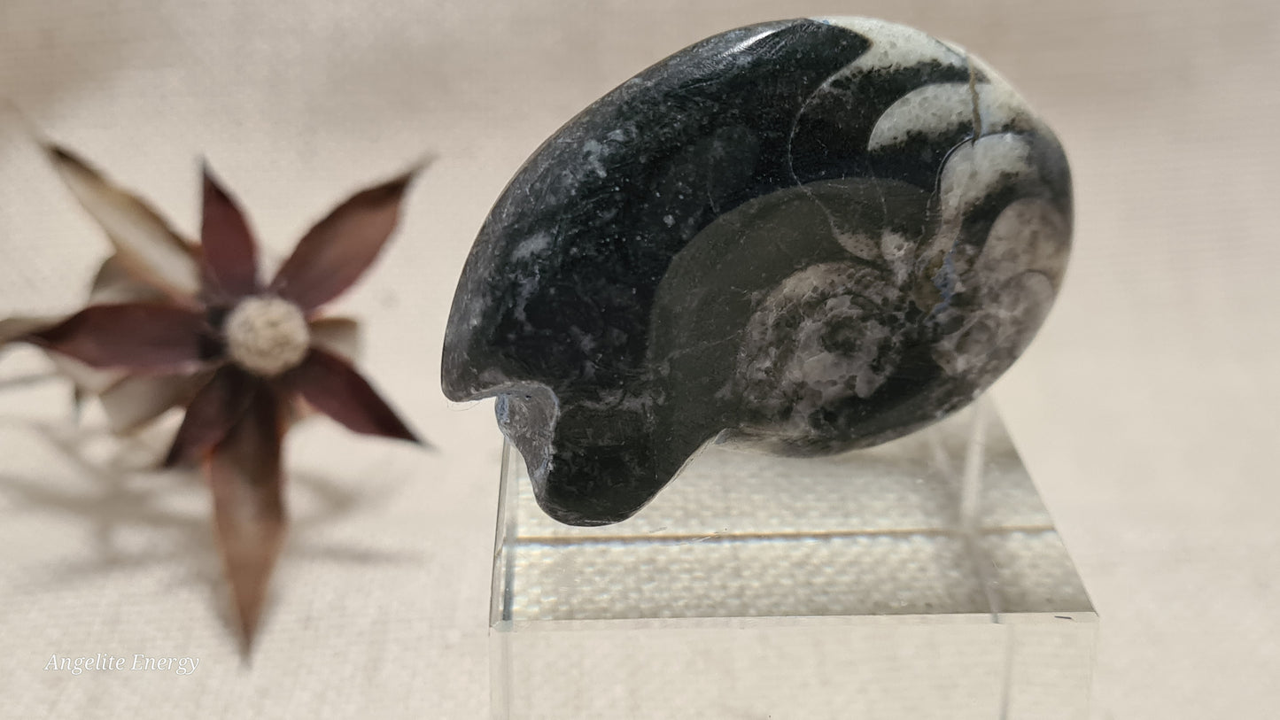 FOSSIL - Goniatite (small)