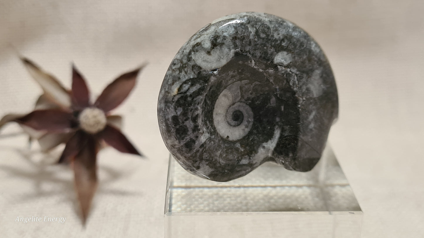 FOSSIL - Goniatite (small)