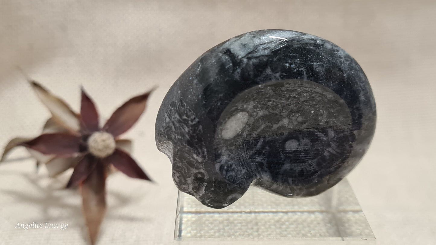 FOSSIL - Goniatite (small)