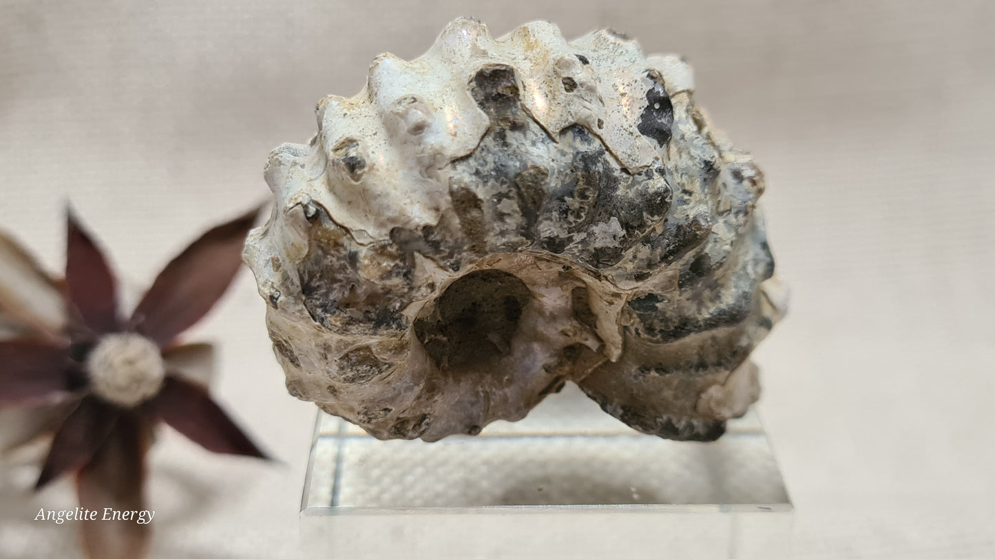 FOSSIL - Ammonite - Raw (sml)