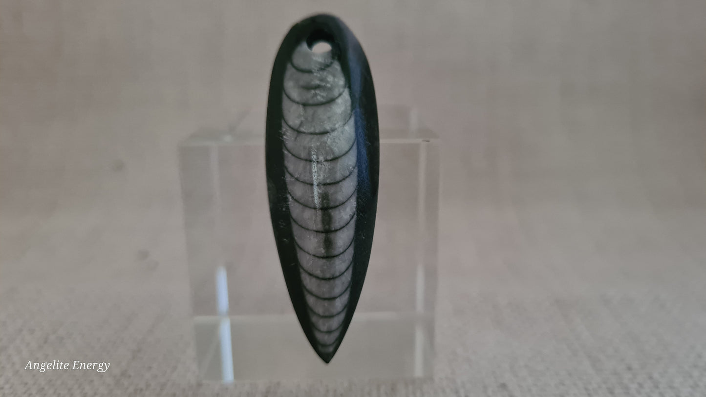 Pendant - Orthoceras Fossil