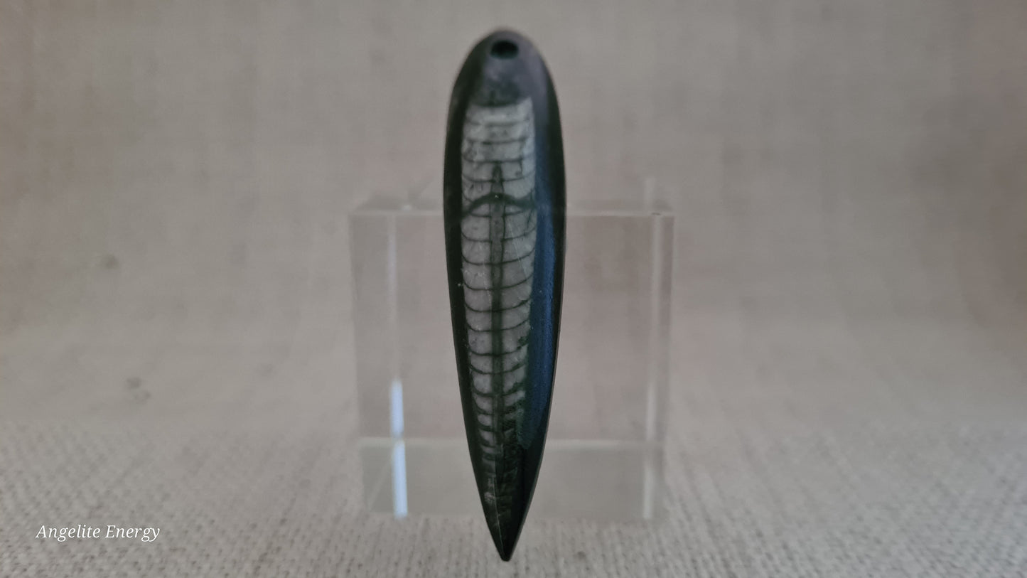 Pendant - Orthoceras Fossil