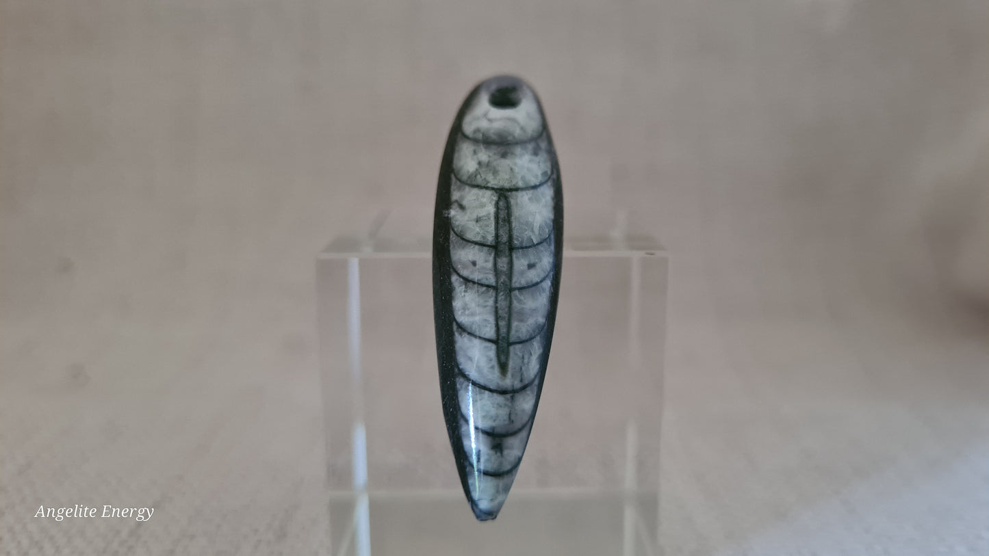 Pendant - Orthoceras Fossil