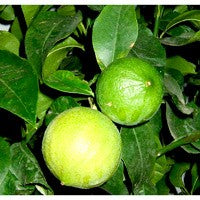 Essential Oil floral reference - Bergamot