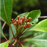 Essential Oil floral reference - Clove