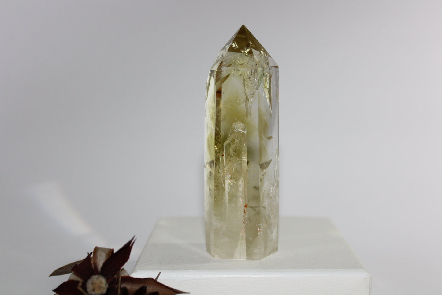 Generator - Citrine - med/lge