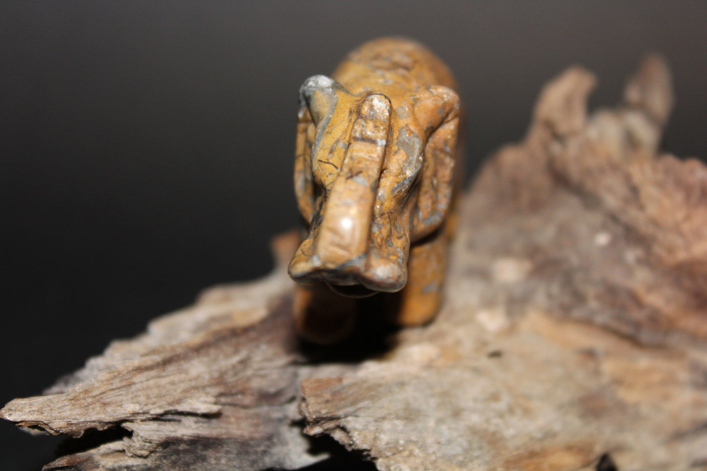 Animals - Elephant - Picture Jasper