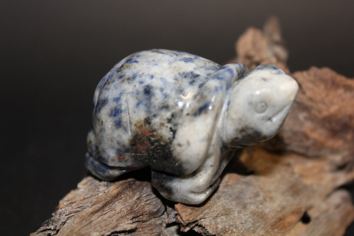 Animals - Turtle - Sodalite