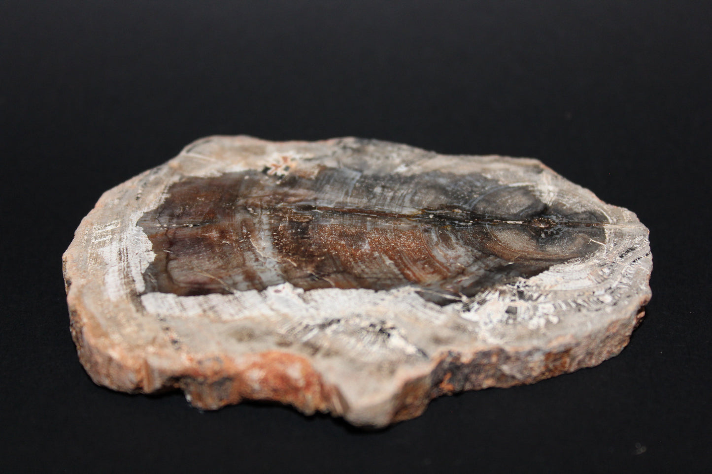 Polished - Petrified Wood - slab - med