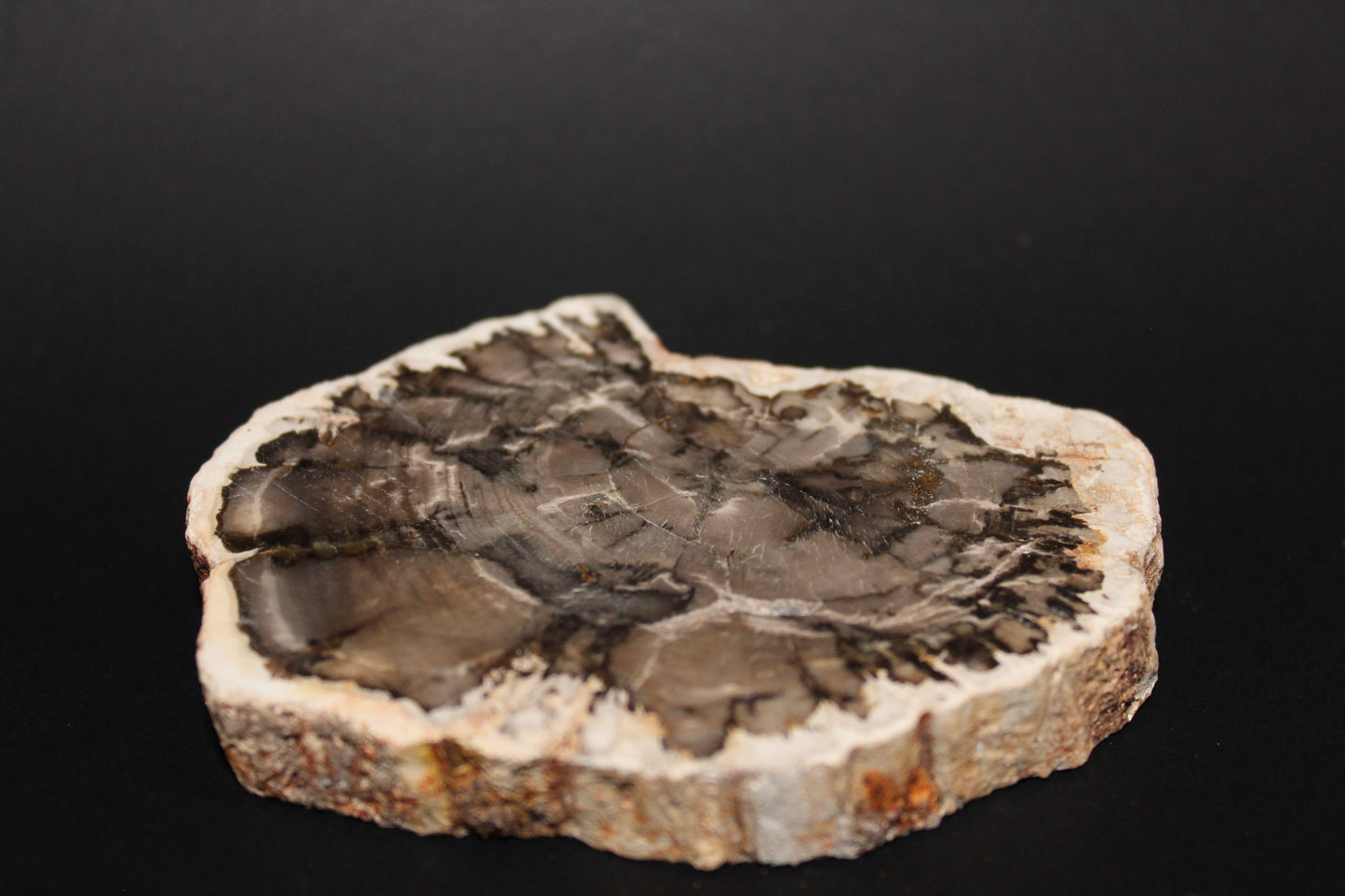 Polished - Petrified Wood - slab - med