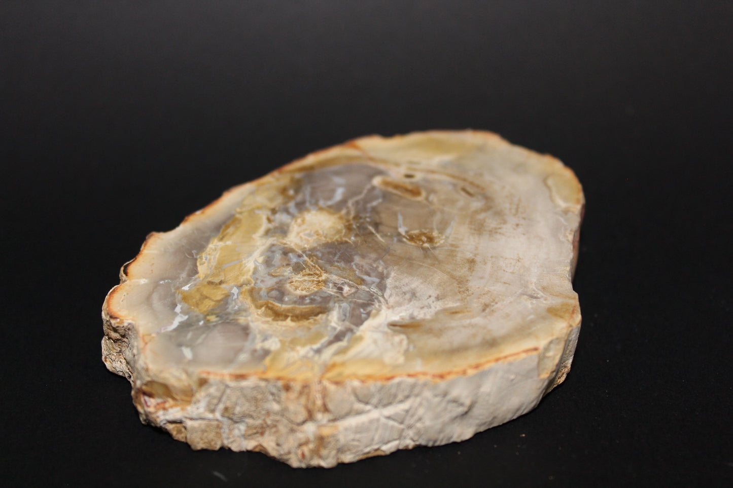 Polished - Petrified Wood - slab - med