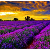 Essential Oil floral reference - Lavender - European