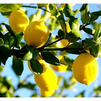 Essential Oil Floral reference - Lemon