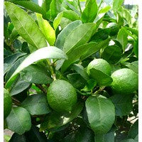 Essential Oil floral reference - Lime