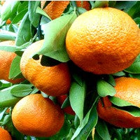 Essential Oil floral reference - Mandarin