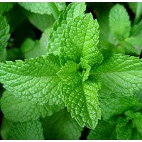 Essential Oil floral reference - Peppermint