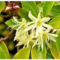Essential Oil floral reference - Star Anise