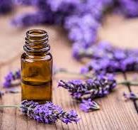 Essential Oil - Lavender Spike