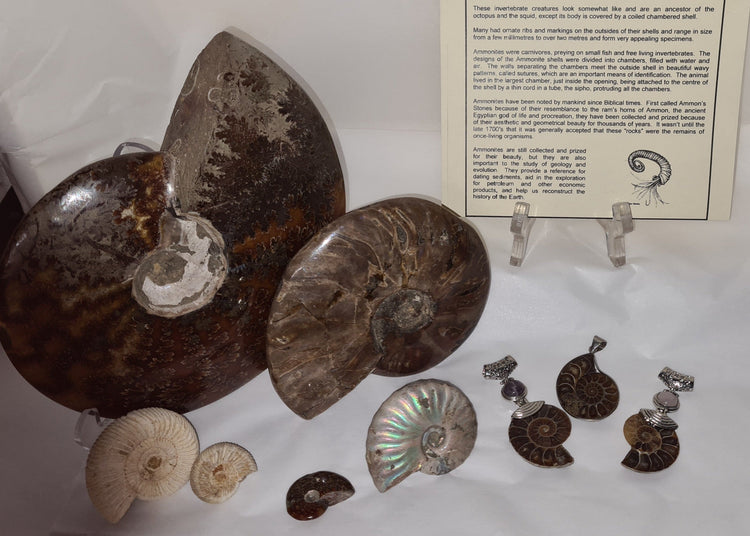 FOSSILS - AMMONITE