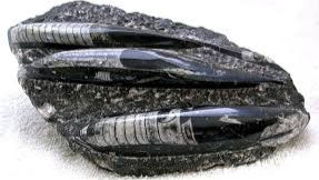 FOSSILS - ORTHOCERAS