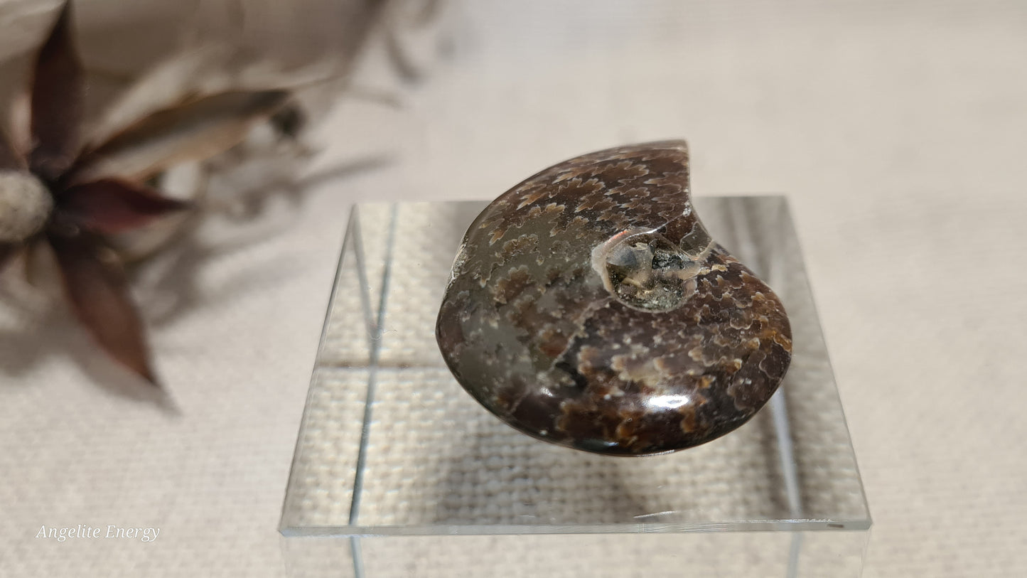 FOSSIL - Ammonite (xs)