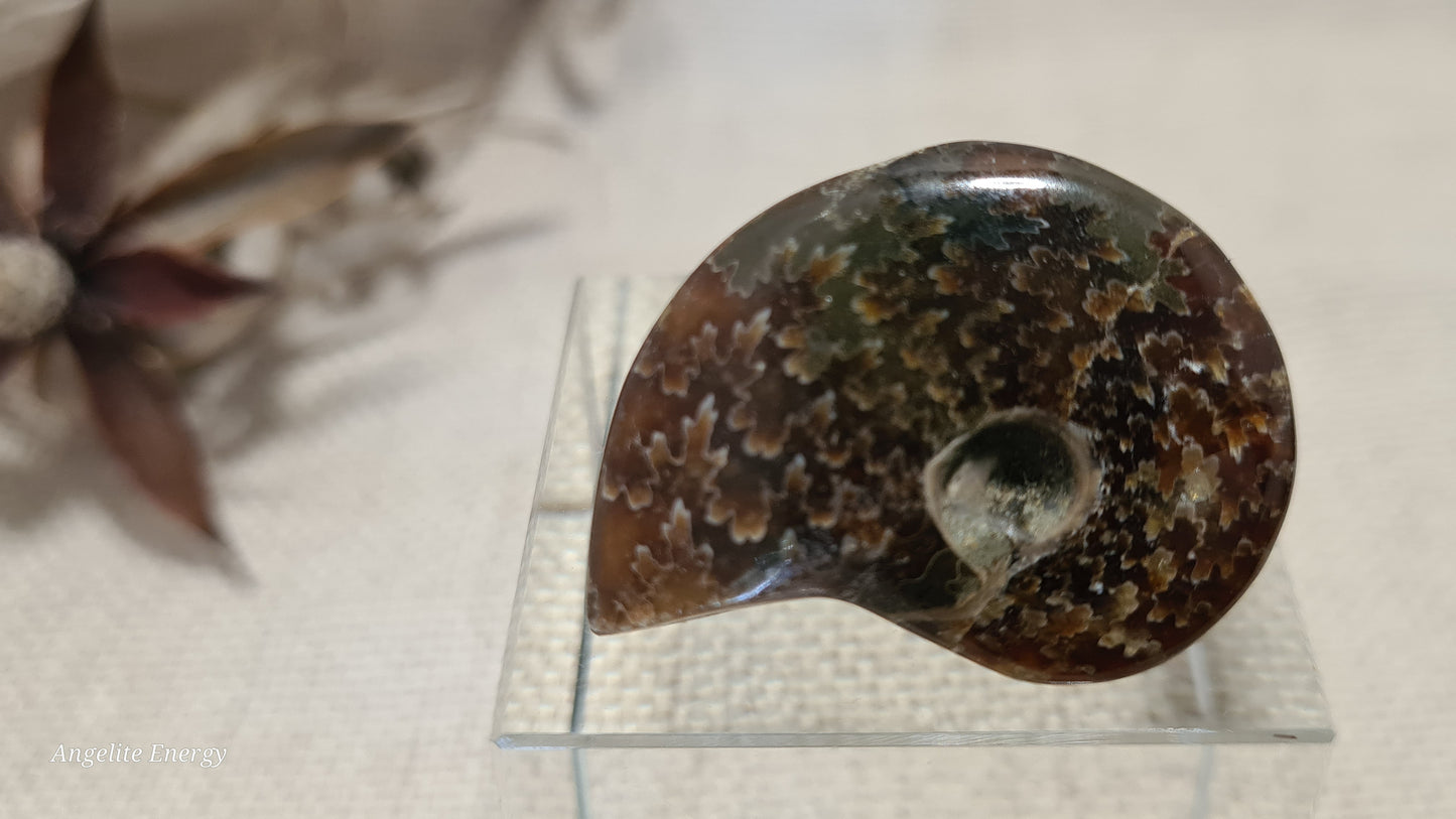 FOSSIL - Ammonite (xs)