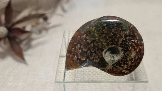 FOSSIL - Ammonite (xs)