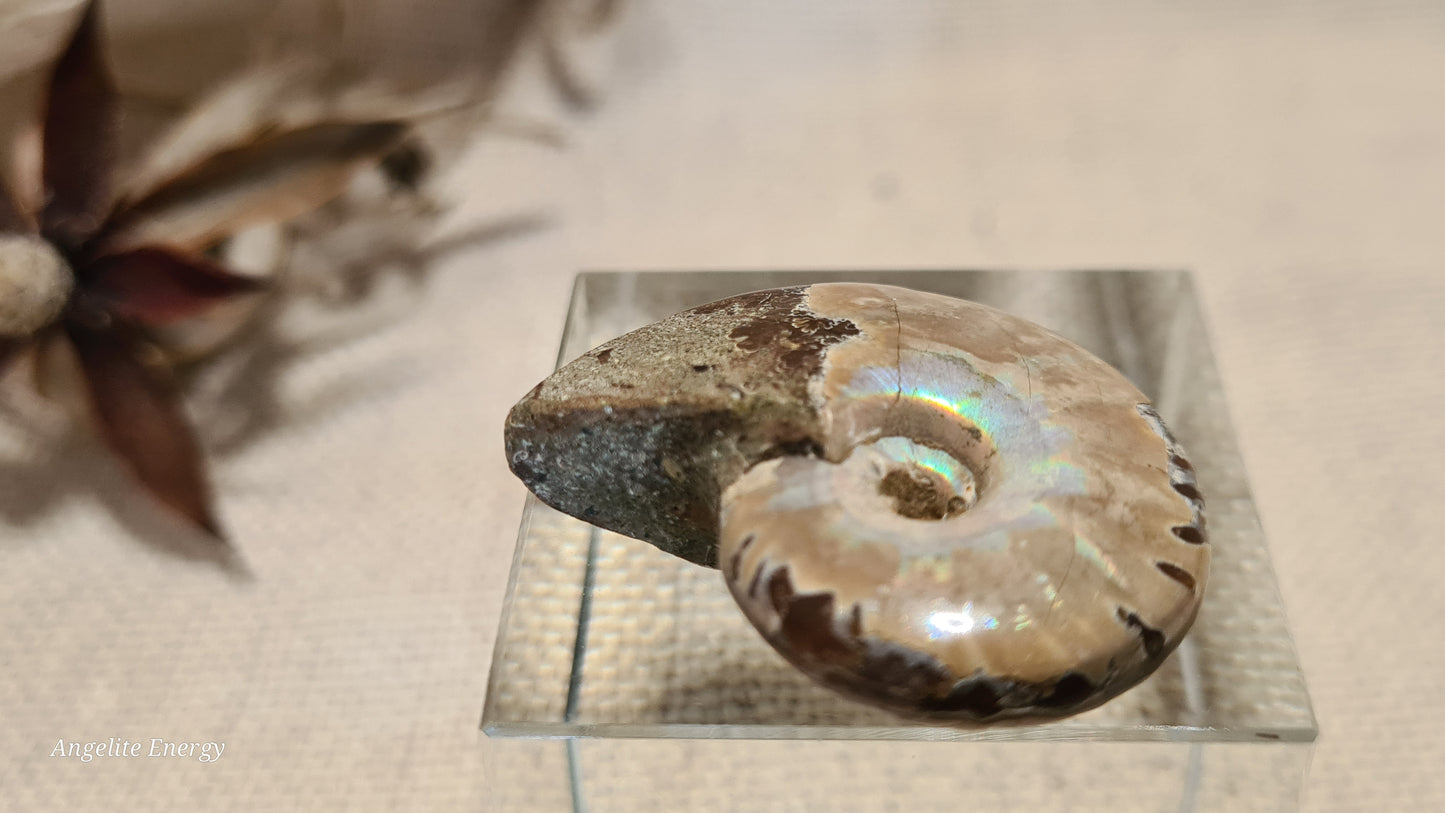 FOSSIL - Ammonite (xs)