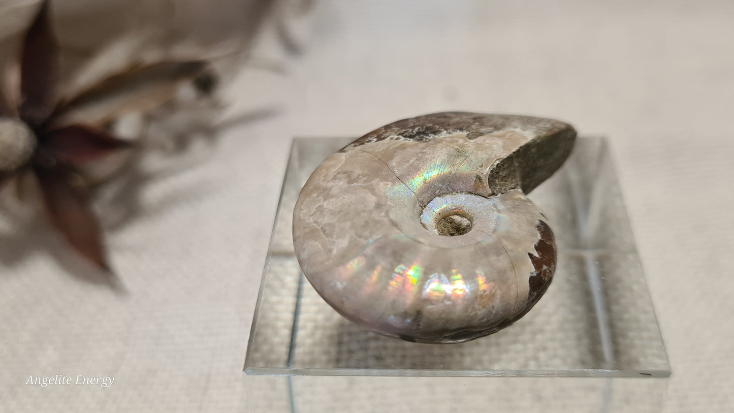 FOSSIL - Ammonite (xs)