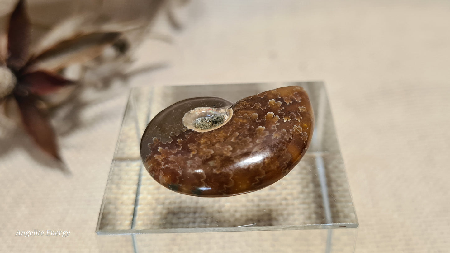 FOSSIL - Ammonite (xs)