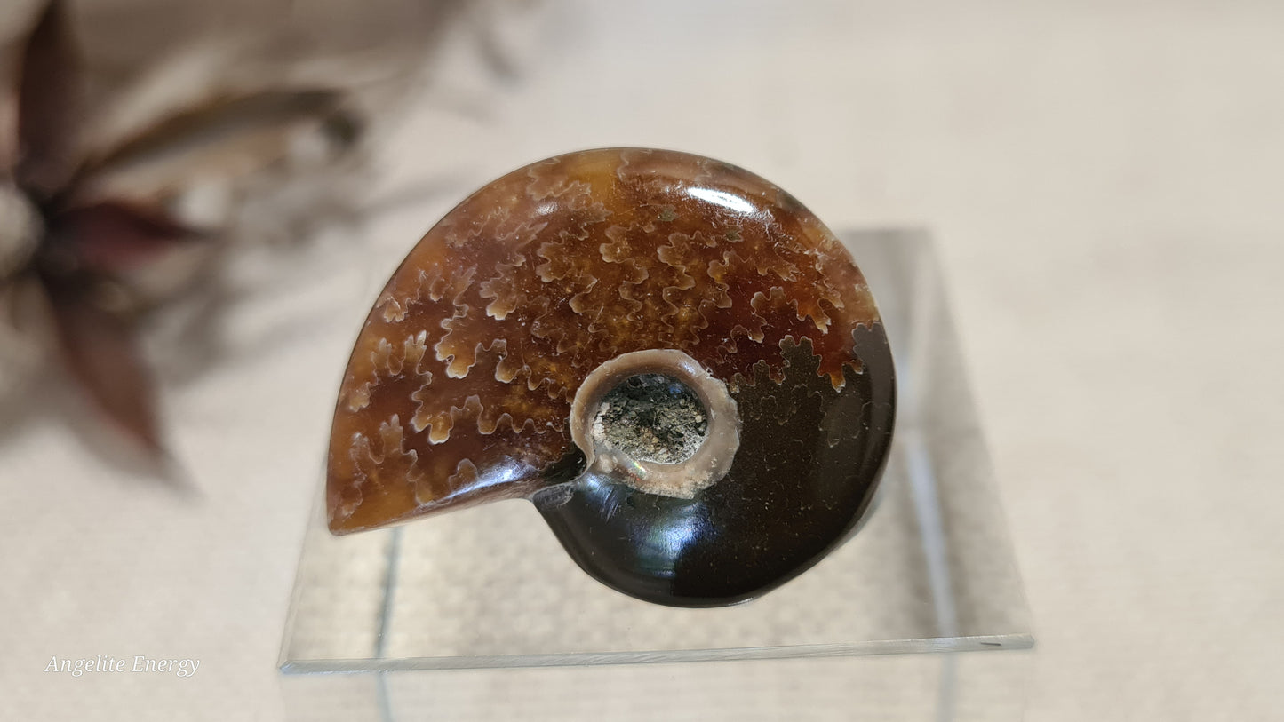 FOSSIL - Ammonite (xs)