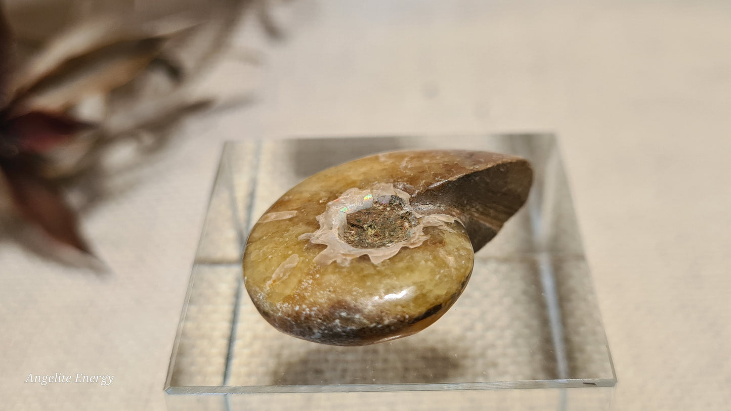 FOSSIL - Ammonite (xs)