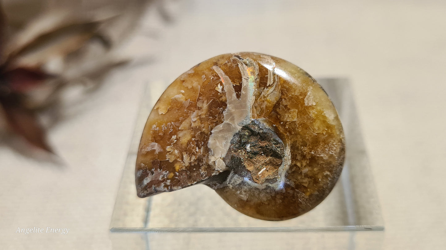 FOSSIL - Ammonite (xs)