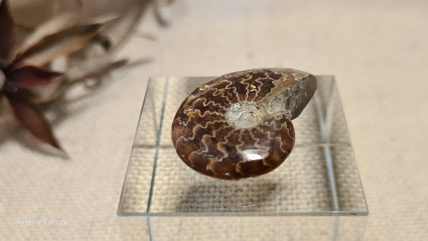 FOSSIL - Ammonite (xs)