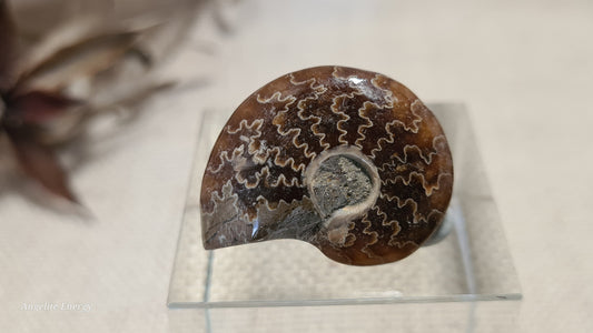 FOSSIL - Ammonite (xs)