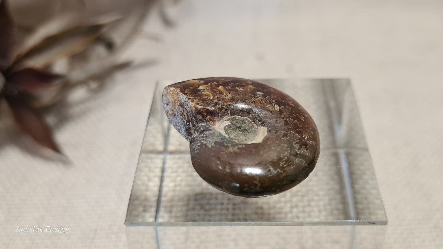 FOSSIL - Ammonite (xs)