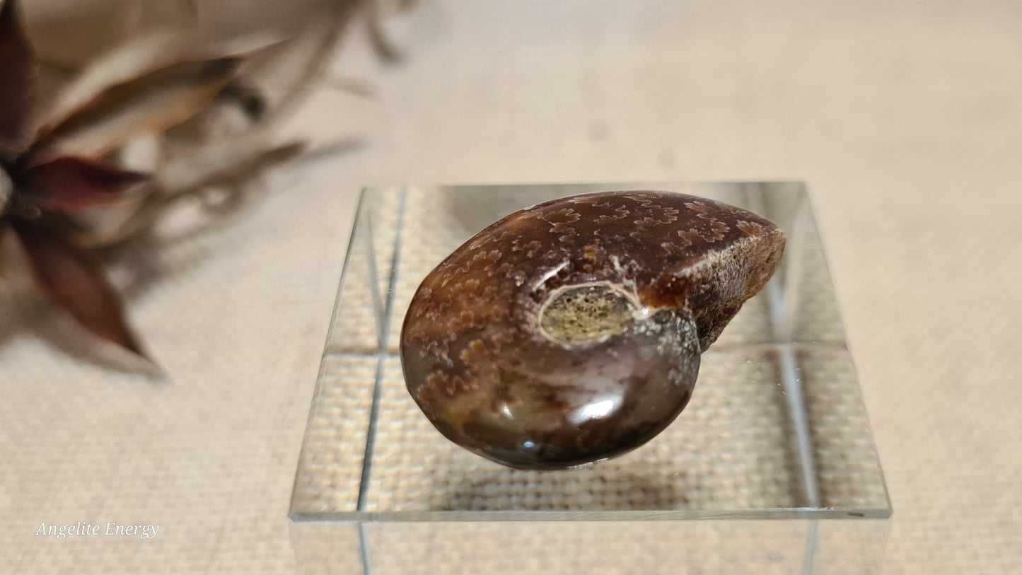 FOSSIL - Ammonite (xs)